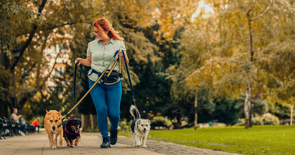 Free Website for Pet Sitters guide for UK small businesses